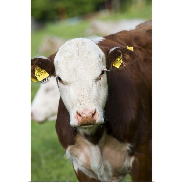 "Cows in pasture" Poster Print