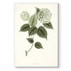 preview thumbnail 1 of 8, Sage Botanical I -Premium Gallery Wrapped Canvas