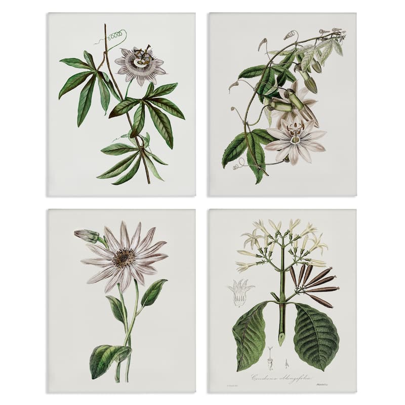Stupell Various Vintage Botanicals Canvas Wall Art Design By CAD Design (Set of 4) - 16 x 20