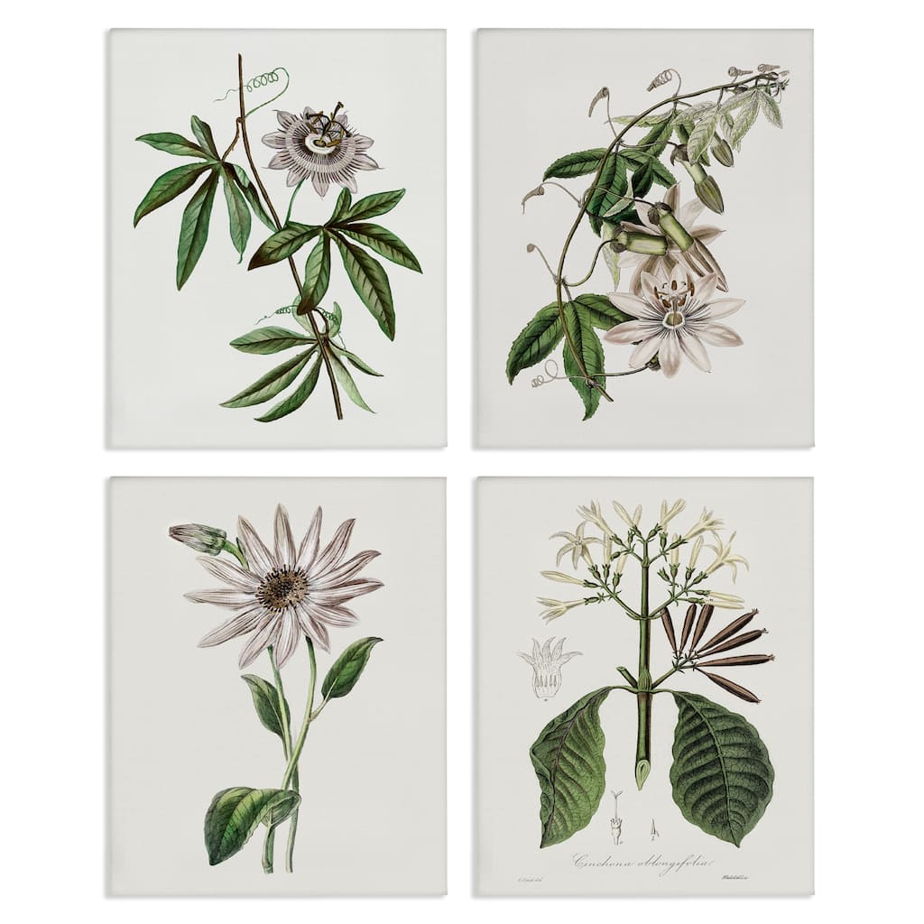 Stupell Various Vintage Botanicals Canvas Wall Art Design By CAD Design (Set of 4)