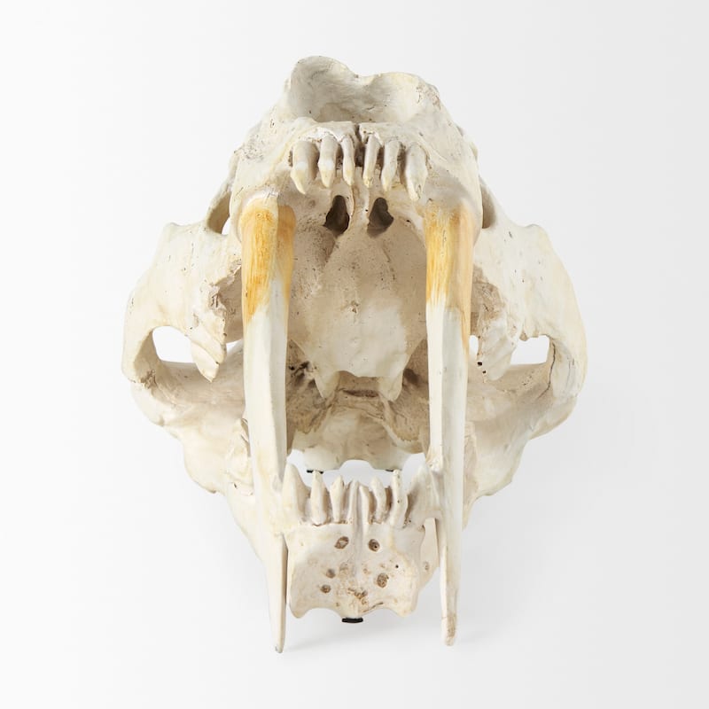 Fozzil Off-White Resin Sabertooth Cat Skull Accent Piece - 9.0L x 9.1W x 15.0H