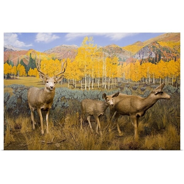 "Mule Deer at the Utah Natural History Museum, University of Utah, Salt Lake City, Utah" Poster Print