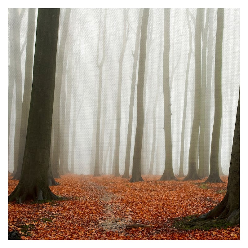 Autumn Forest Floor by PhotoINC Studio Canvas Art Print