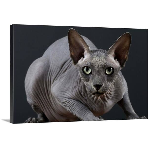 Shop Hairless Cat Canvas Wall Art Overstock 16470894