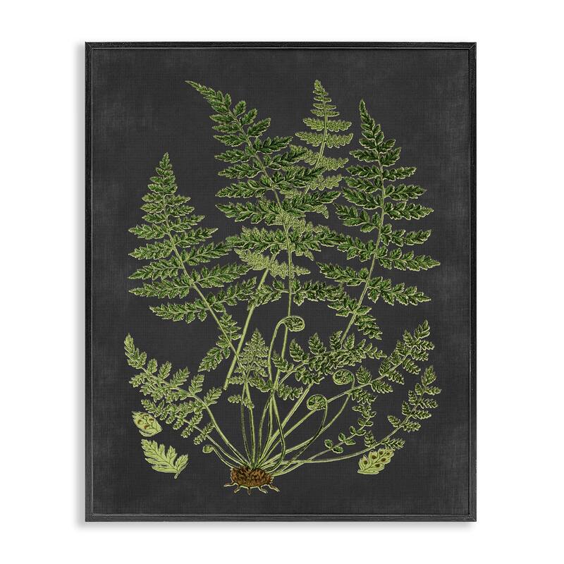 Stupell Botanical Drawing Green Black Design Framed Giclee Texturized Art by Lettered and Lined