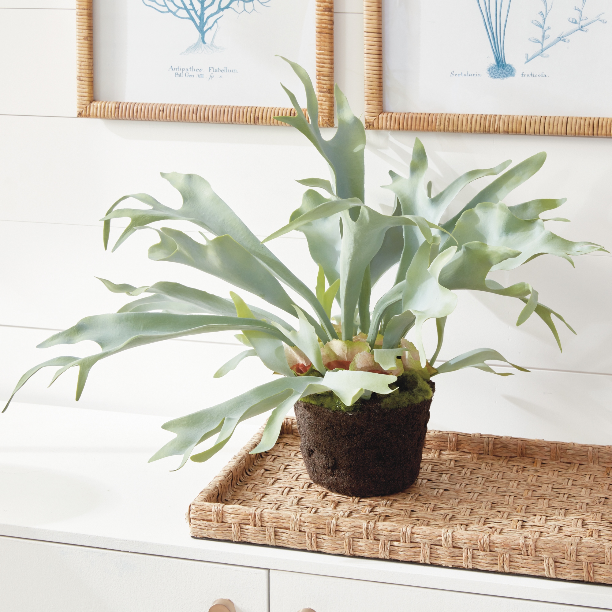 Staghorn Fern Drop-In 21" - Green