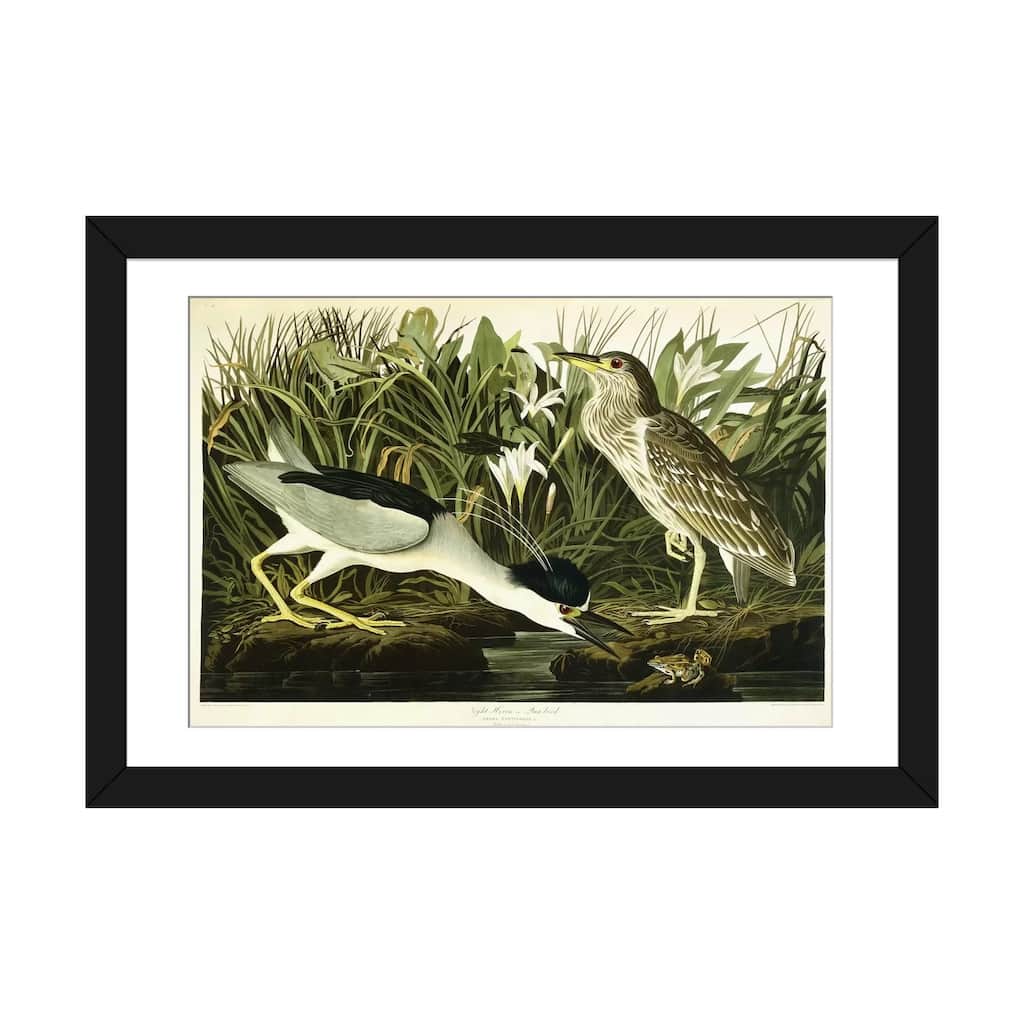 iCanvas "Night Heron or Lua Bird, 1835 " by John James Audubon