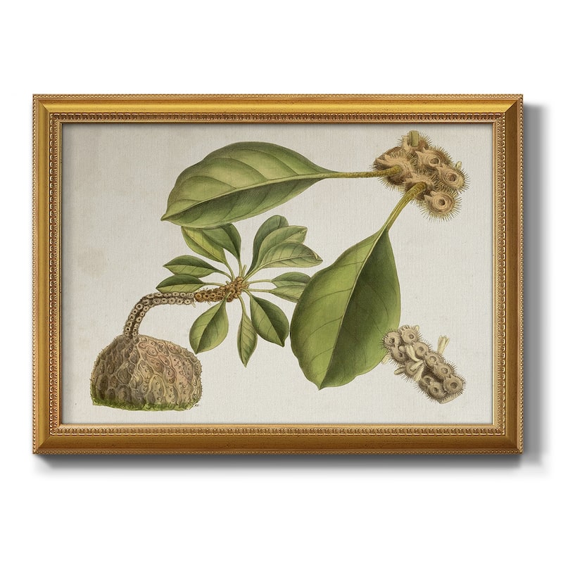 Tropical Foliage & Fruit V Premium Framed Canvas- Ready to Hang - 18X27 - Gold