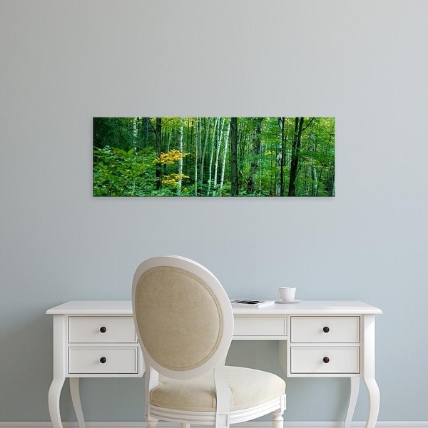 Easy Art Prints Panoramic Images's 'Birch trees in a forest, Ontario, Canada' Premium Canvas Art