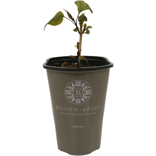 Bloomables Lilac New Age White 2 qt Stadium pot by Van Zyverden