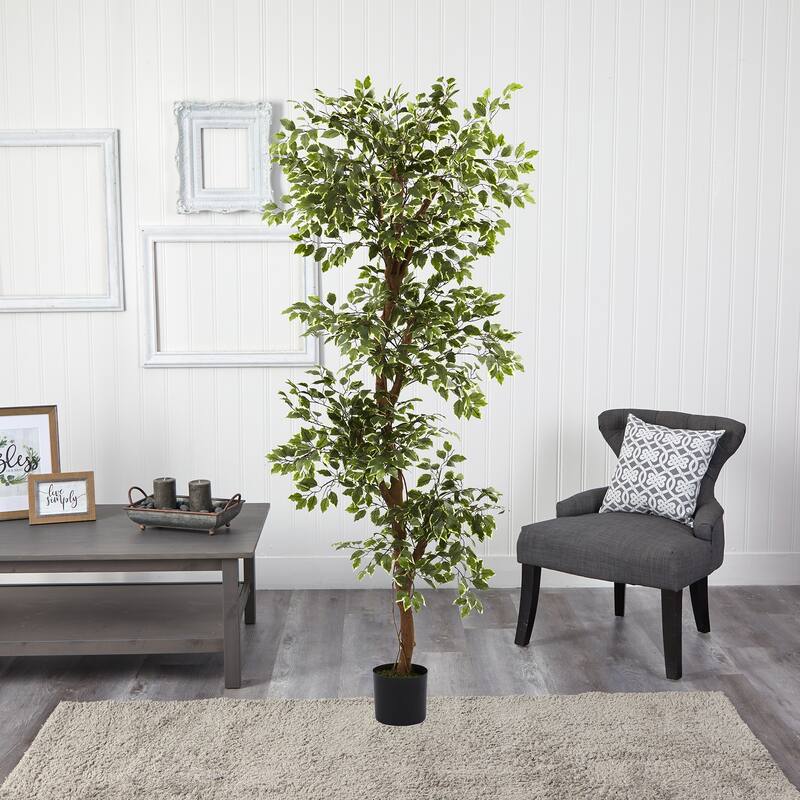 Variegated 6-foot Ficus Tree - Green
