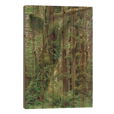 Temperate Rainforest With Moss Covered Trees And Ferns, Olympic National Park, Washington Print On Wood by Gerry Ellis