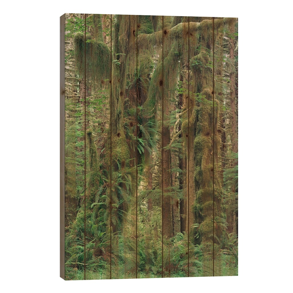 Temperate Rainforest With Moss Covered Trees And Ferns, Olympic National Park, Washington Print On Wood by Gerry Ellis