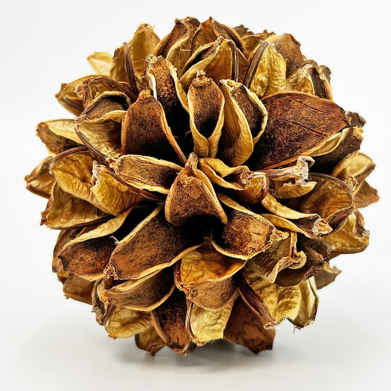 Handmade Natural & Preserved Topiary Balls Decorative Bowl Filler Orbs In Brown Botanical Accent Set Of 6 - 4x4x4 inch