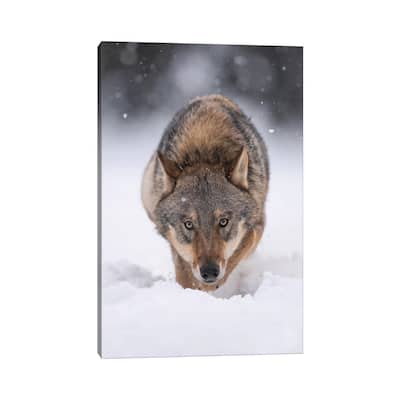 iCanvas "Wolf Hunting In The Snow" by Dick van Duijn Canvas Print