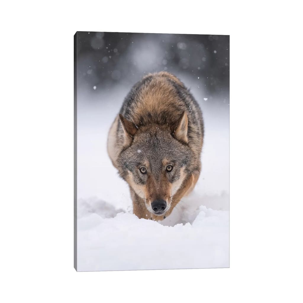 iCanvas "Wolf Hunting In The Snow" by Dick van Duijn Canvas Print