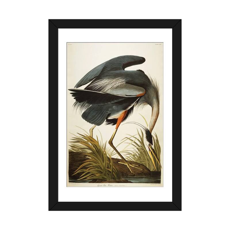 iCanvas "Great Blue Heron " by John James Audubon - Black - 32x24x1