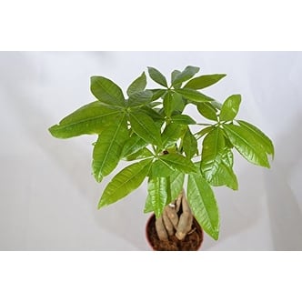9greenbox 5 Money Tree Plants Braided Into 1 Pachira Money Tree Plants Braided Into
