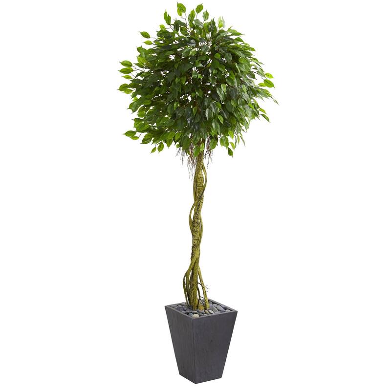 6ft Ficus Artificial Tree in Slate Planter with UV Resistant Vibrant Green Foliage for Patio or Dining Room Decor - 31-40 Inches