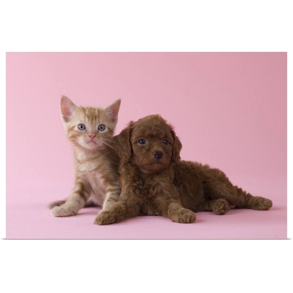 "American Short-hair Kitten and Toy Poodle Puppy lying together" Poster Print - Multi