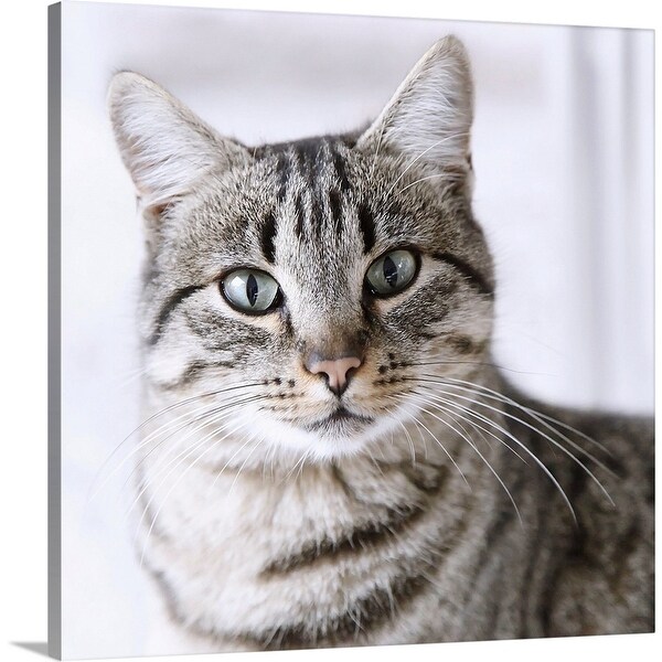 gray tabby cat with green eyes