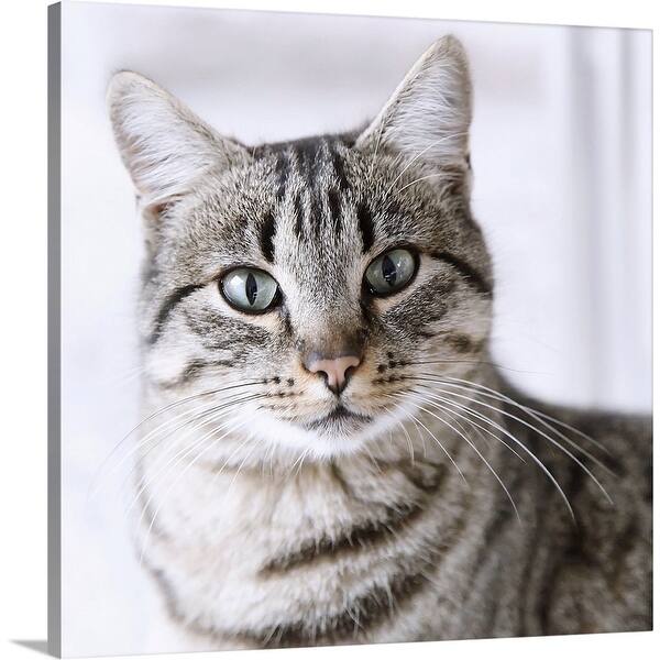 Shop Tabby Gray Cat And Green Eyes Canvas Wall Art Overstock