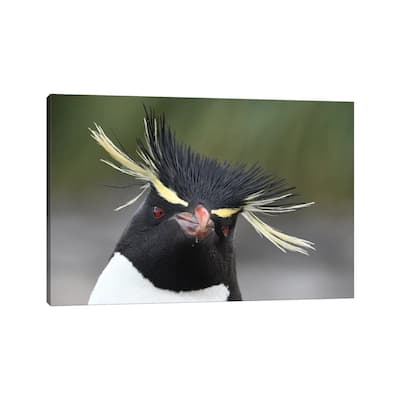 iCanvas "Rockhopper Penguin" by Elmar Weiss Canvas Print