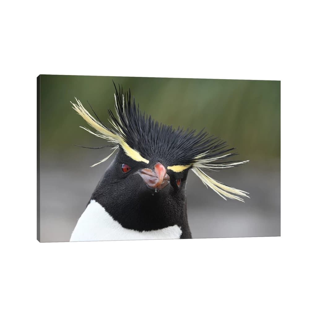 iCanvas "Rockhopper Penguin" by Elmar Weiss Canvas Print