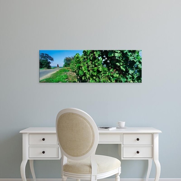 Easy Art Prints Panoramic Images's 'Vineyard in Bacharach along River Rhine, Rhineland