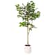 Option Ficus Tree (Matte White Pot)