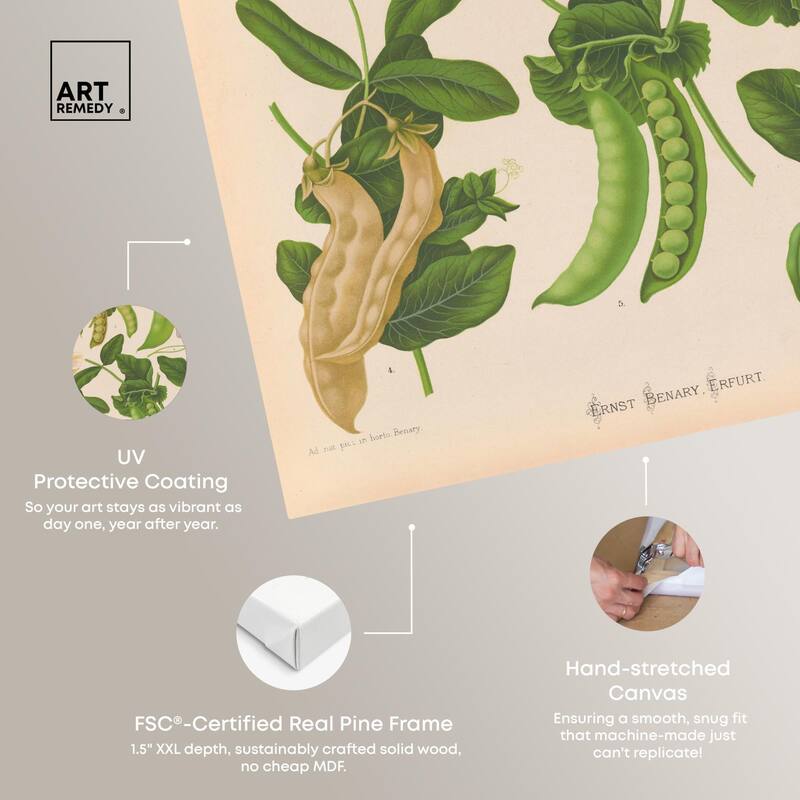 Podded Peas from Benary 1876 Canvas by Art Remedy, Gallery Wrapped