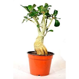 bonsai tree bong Bonsai Cloche Bong- Green – Shop Burning Love main image 1