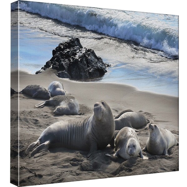Ptm Images 9 98848 Ptm Canvas Collection 12 X 12 Elephant Seals San Simeon Giclee Sea Animals Art Print On Canvas