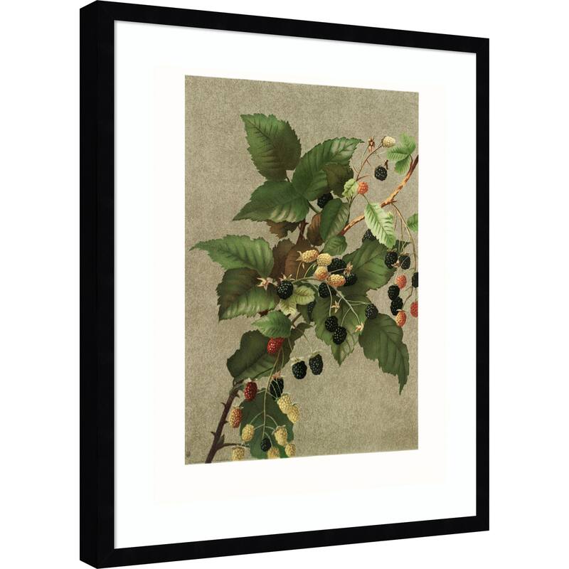 Blackberries by Ellen Thayer Fisher Wood Framed Wall Art Print