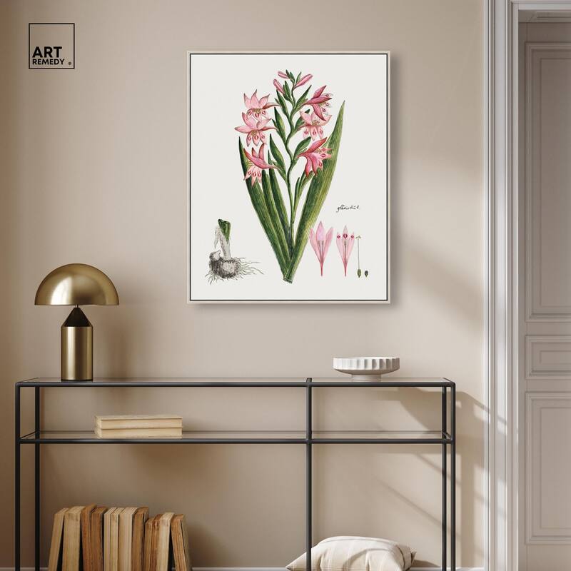 Gladiolus Carneus Canvas by Art Remedy