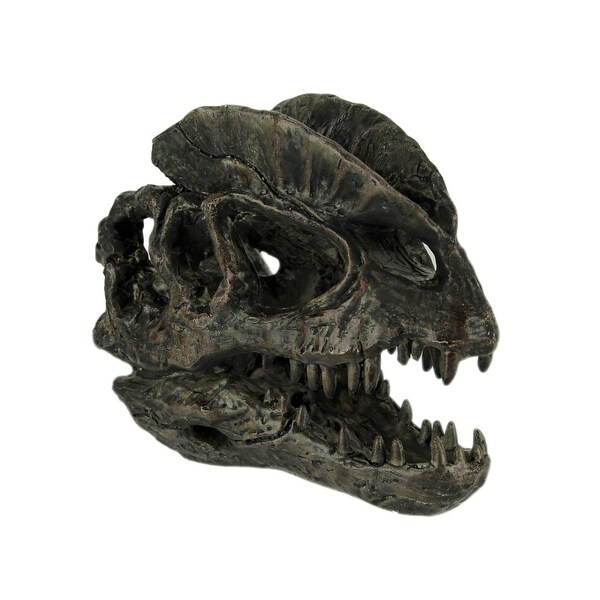 dinosaur head fossil for sale