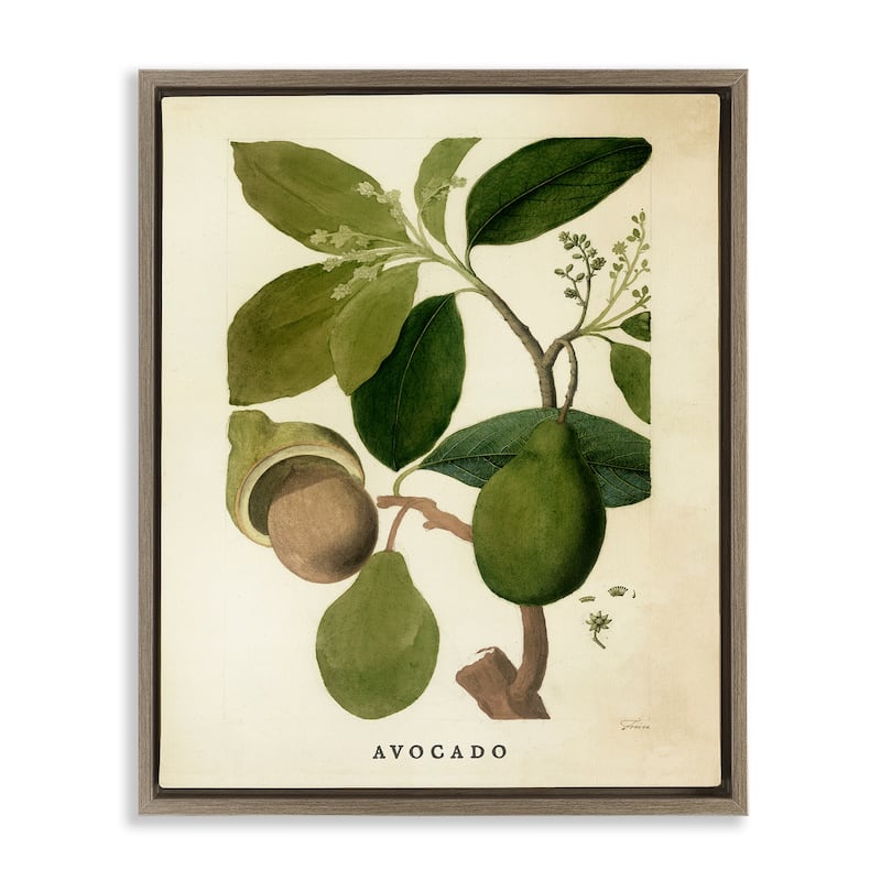 Stupell Vintage Avocado Plant Framed Floater Canvas Wall Art Design By Lil' Rue - 25 x 31 - Brown