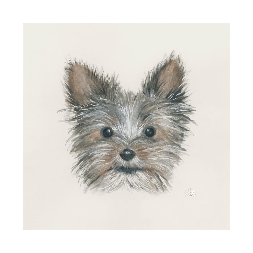 Eddie (Yorkie 1) (30 x 30) Canvas Art Print