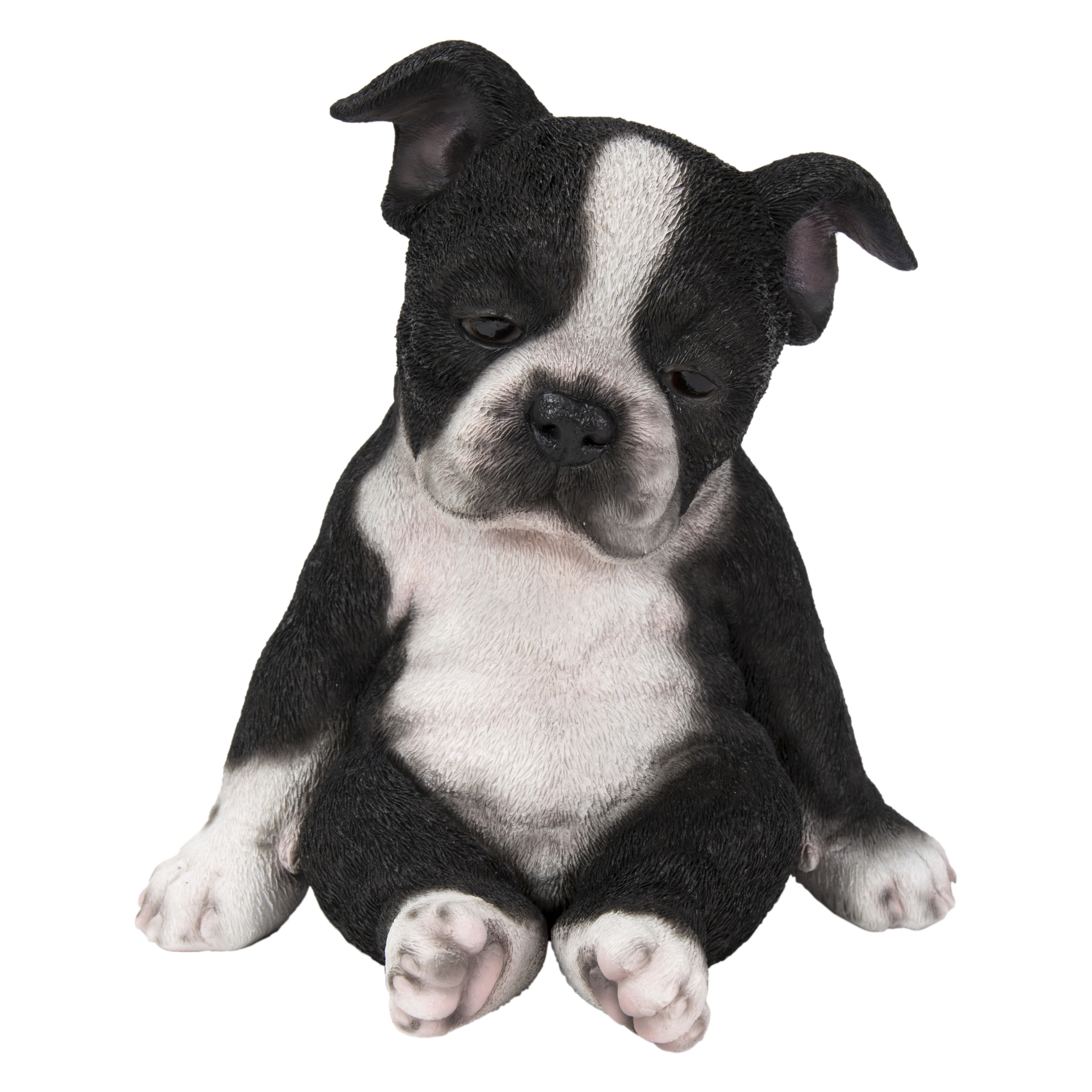 Midwest Boston Terrier suturasonline .br