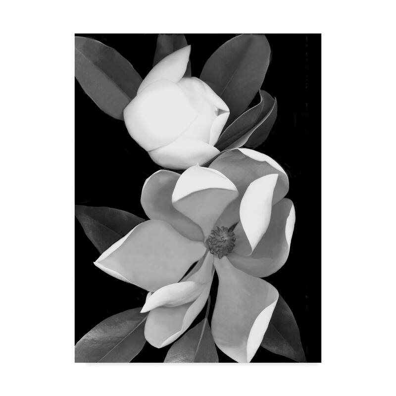 Susan S. Barmon 'White Magnolia Black And White' Canvas Art