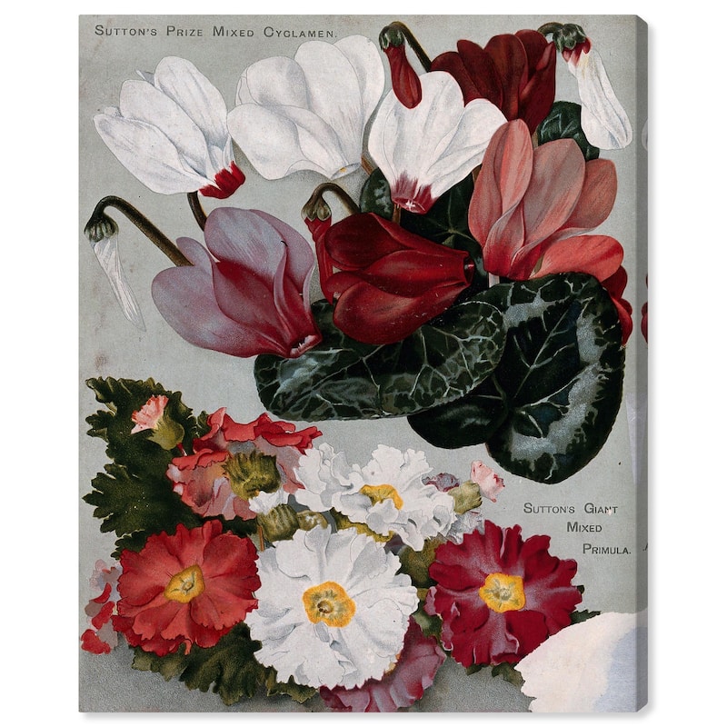 Cyclamens Canvas by Art Remedy, Gallery Wrapped - 30" x 36"