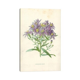 iCanvas "Michaelmas Daisy (Illustration From Familiar Garden Flowers, 1st Series)" by Frederick Edward Hulme Canvas Print