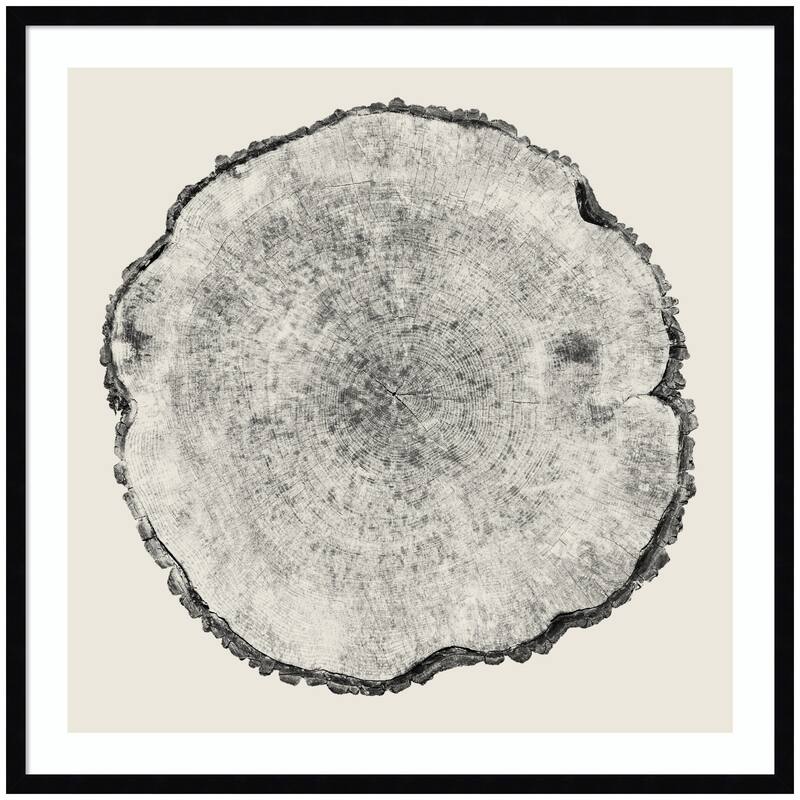 Kate and Laurel Tree Rings No. 1 by Emiko and Mark Franzen F2 Images Framed Wall Art Print - 33 x 33 - Black
