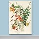 preview thumbnail 5 of 8, Pl 47 Ruby-throated Hummingbird -Premium Gallery Wrapped Canvas