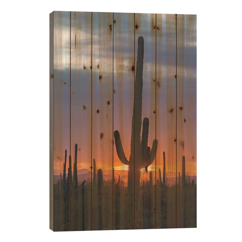 USA, Arizona, Saguaro National Park. Saguaro cactus at sunset. Print On Wood by Jaynes Gallery - Multi-Color - 40x26x1.5