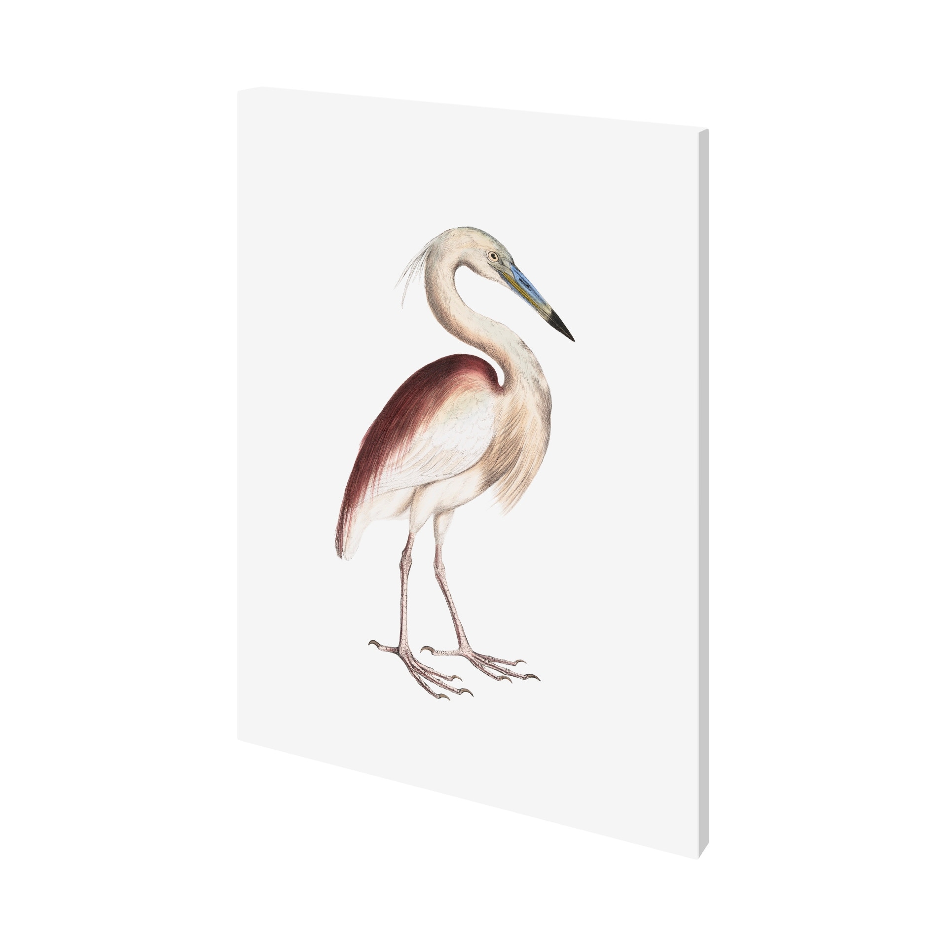 Mercana Marone Backed Heron (27 x 36) Canvas Art Print