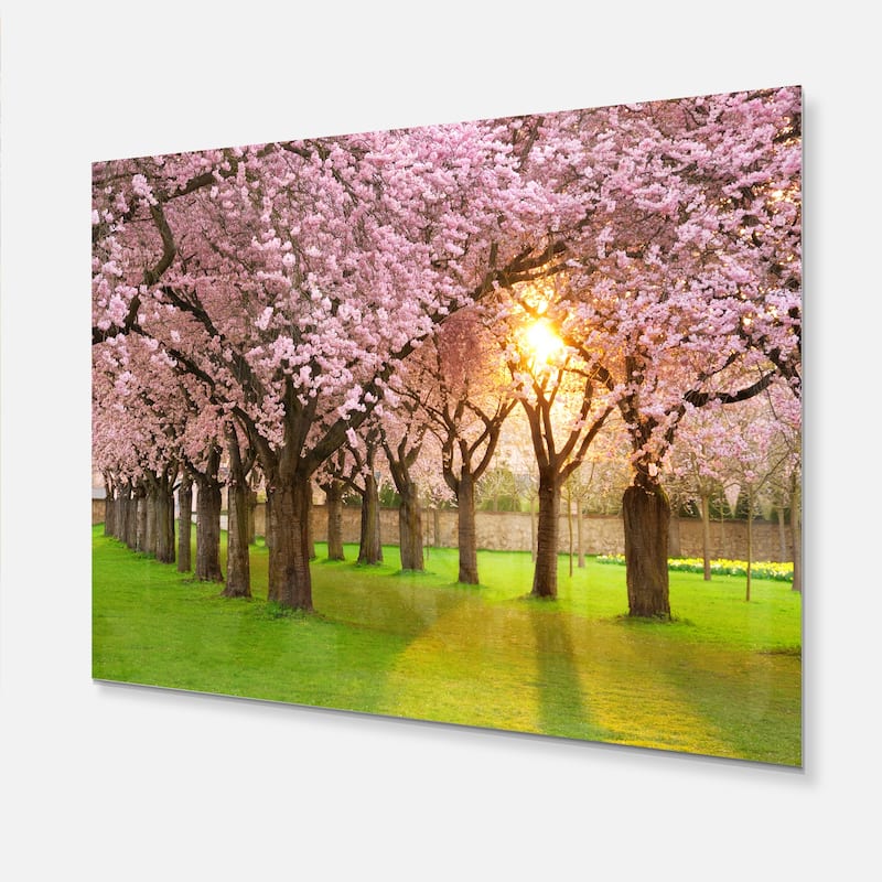 Fascinating Springtime Cherry Scenery - Landscape Glossy Metal Wall Art