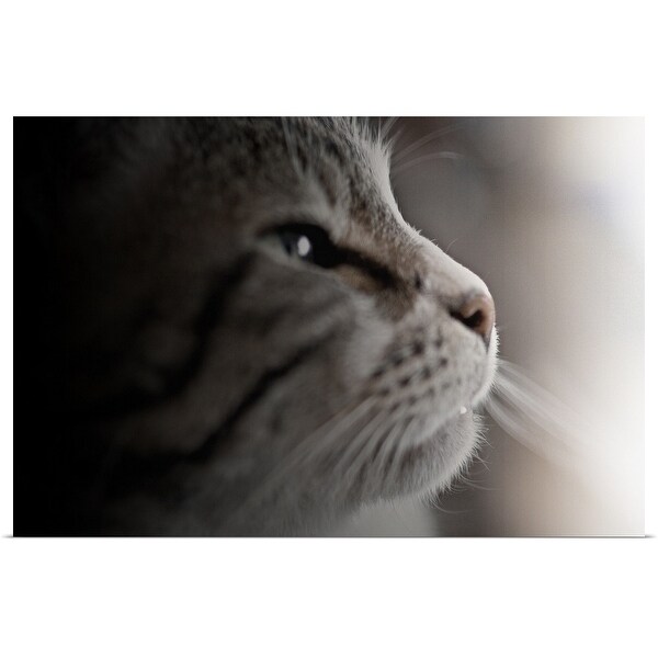 "Close up of cat." Poster Print