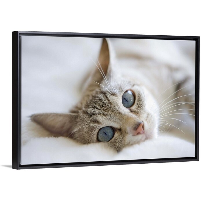 Shop Pretty White Cat With Blue Eyes Laying On Couch Black