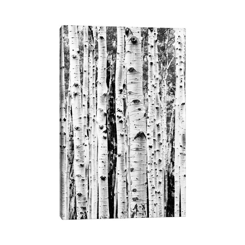 iCanvas "Birch In Black & White" by Sisi & Seb Canvas Print